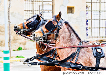 Horse parade at the Festival of the Three Tombs in Igualada, Barcelona 122933443