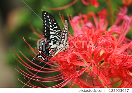 Gardening: Garden flowers, Gardening: Garden flowers, 122933627