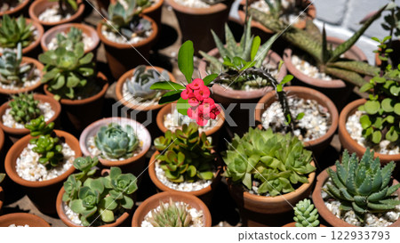 Succulents 122933793