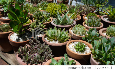 Succulents 122933801