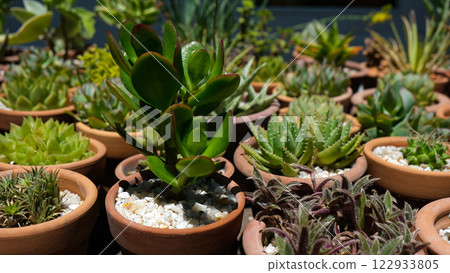 Succulents 122933805