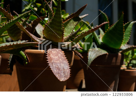 Aloe 122933806