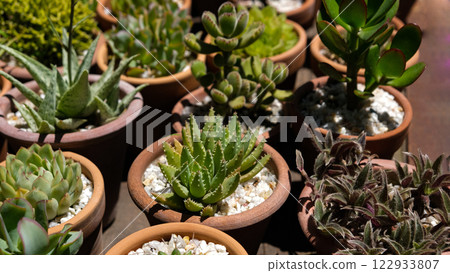 Succulents Succulents 122933807