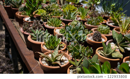 Succulents 122933808