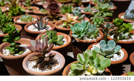 Succulents 122933810