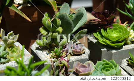 succulents 122933813