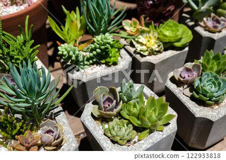 succulents 122933818