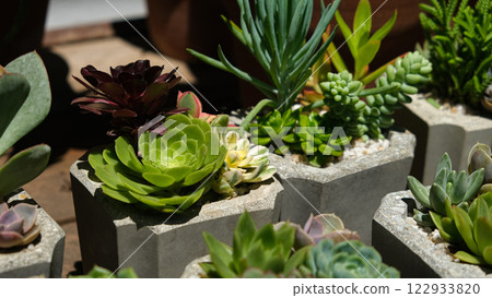 succulents 122933820