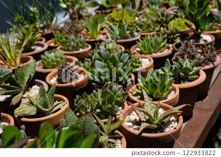 Succulents 122933822
