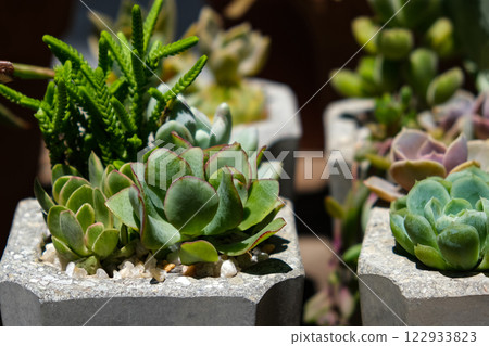 succulents succulents 122933823
