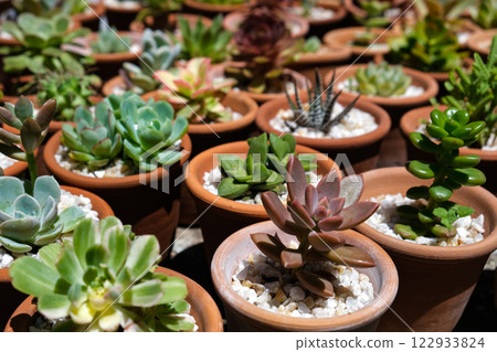 Succulents 122933824