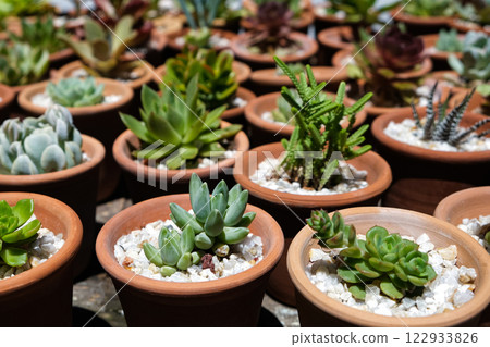Succulents Succulents 122933826