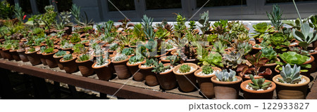Succulents Succulents 122933827