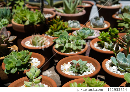 Succulents 122933834