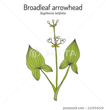 Broadleaf arrowhead, or duck-potato (Sagittaria latifolia), edible and medicinal plant 122934229