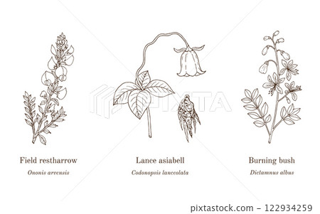 Collection of edible and medicinal plants Collection of edible and medicinal plants 122934259