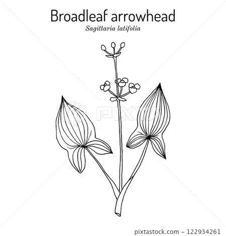 Broadleaf arrowhead, or duck-potato (Sagittaria latifolia), edible and medicinal plant 122934261