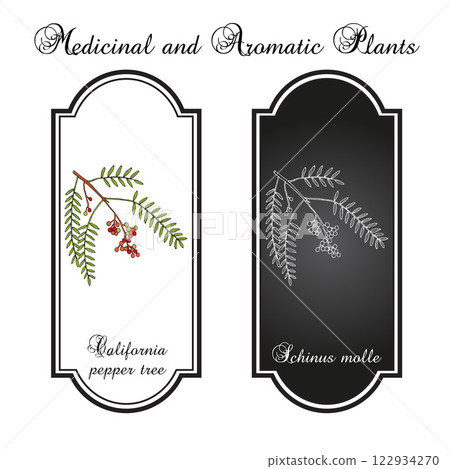 California pepper tree, or Peruvian peppertree (Schinus molle), spice and medicinal plant. Hand drawn botanical vector illustration 122934270