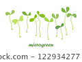 Young microgreen sprouts, with green leaves, healthy lifestyle concept 122934277