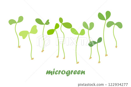 Young microgreen sprouts, with green leaves, healthy lifestyle concept Young microgreen sprouts, with green leaves, healthy lifestyle concept 122934277