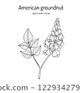 American groundnut, or potato bean (Apios americana), edible and medicinal plant 122934279