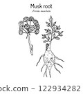 Musk root or sumbul (Ferula moschata), medicinal plant 122934282