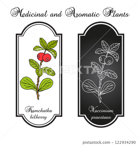 Kamchatka bilberry (Vaccinium praestans ), edible and medicinal plant. Hand drawn botanical vector illustration 122934290