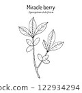 Miracle berry (Synsepalum dulcificum), edible and medicinal plant. 122934294