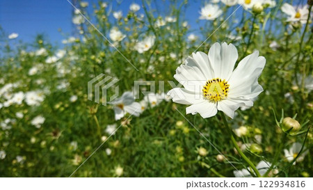 白色宇宙 122934816