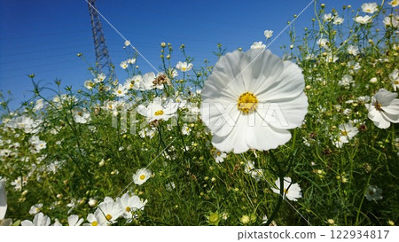 白色宇宙 白色宇宙 122934817