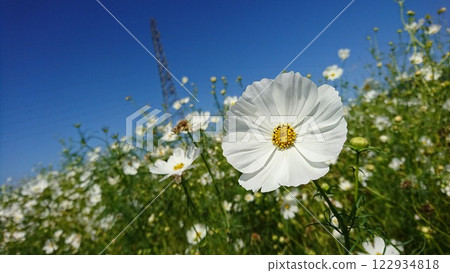 白色宇宙 122934818