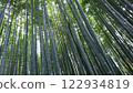 我抬頭看著竹林 122934819