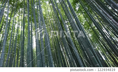 我抬頭看著竹林 122934819