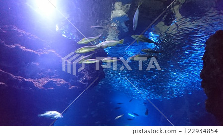 山洞裡遊動的魚 山洞裡遊動的魚 122934854