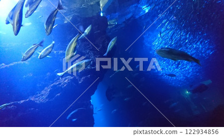 水族館魚類 122934856