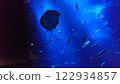 魚在水下洞穴中游泳 122934857