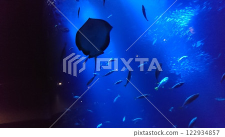 魚在水下洞穴中游泳 122934857