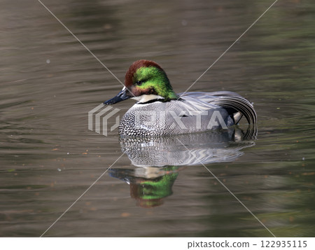 A male mallard in beautiful nuptial colours 122935115