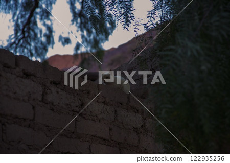 貓在樹蔭下 122935256