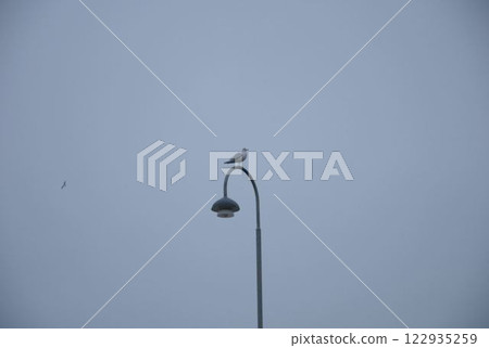 燈塔和鴿子 122935259