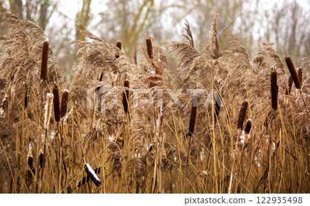 There are a lot of reeds frozen in winter along the road 122935498