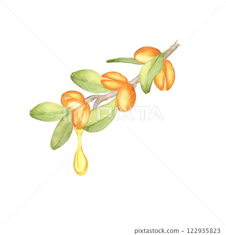 Watercolor clipart of a single argan branch with orange fruits, green leaves, and oil drops. Perfect for cosmetic branding, natural product advertisements, or eco-friendly stationery. Watercolor clipart of a single argan branch with orange fruits, green leaves, and oil drops. Perfect for cosmetic branding, natural product advertisements, or eco-friendly stationery. 122935823