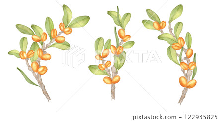 A watercolor clipart showcasing three detailed argan tree branches with fruits and foliage. Botanical illustration. Suitable for use in product branding, natural patterns, or herbal merchandise. A watercolor clipart showcasing three detailed argan tree branches with fruits and foliage. Botanical illustration. Suitable for use in product branding, natural patterns, or herbal merchandise. 122935825