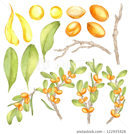 Watercolor clipart set with vibrant green leaves, golden argan nuts, yellow oil drops, and tree branches. Ideal for cosmetic labels, eco-friendly packaging, or botanical patterns. 122935826