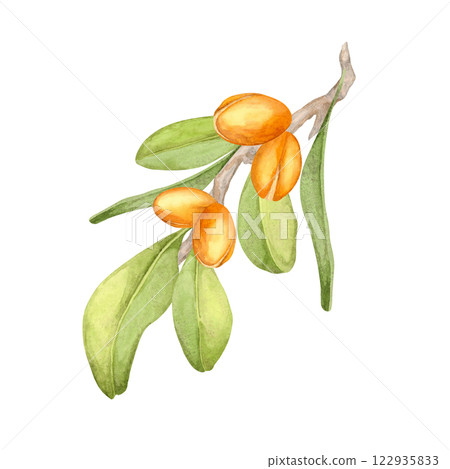 Short argan branch with orange fruits and green oval leaves. Botanical watercolor clipart. Perfect for creating natural-themed designs, product packaging, or eco-friendly branding projects. 122935833