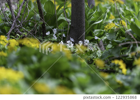 White iris blooming in a yachibuki field White iris blooming in a yachibuki field 122935868