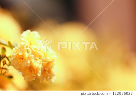 Yellow rose flower (background material) 122936022