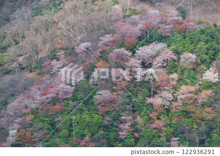 山腰的櫻花叢（出雲市） 122936291