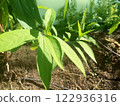 Plants, leaves, nature 122936316