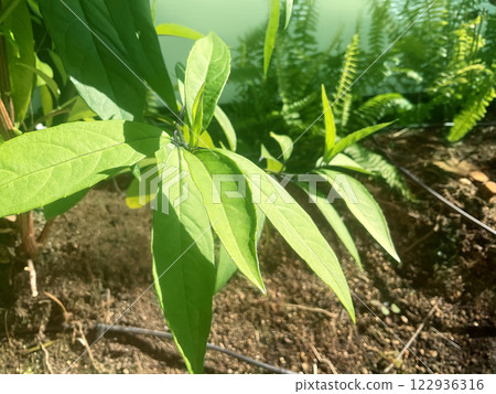 植物，樹葉，自然 122936316